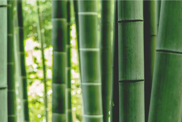 Latest Statistics on Bamboo Resources in China
